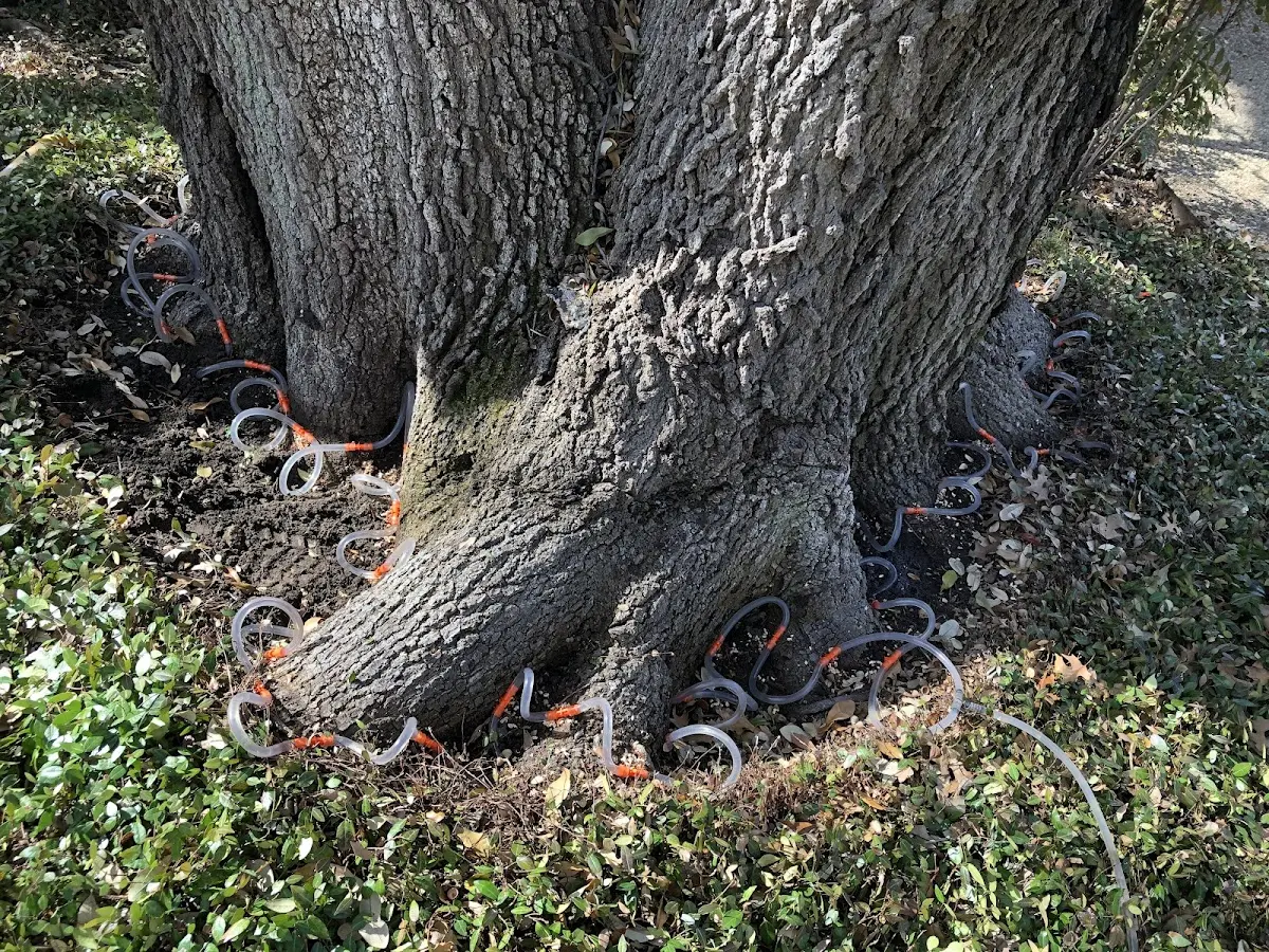 Detailed Tree Cabling and Bracing job site in Warrenville