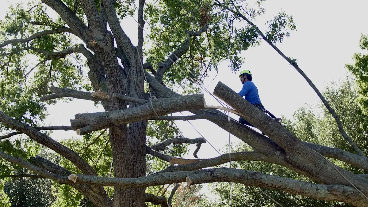 Professional Hazardous Tree Removal performed by certified arborists in Warrenville