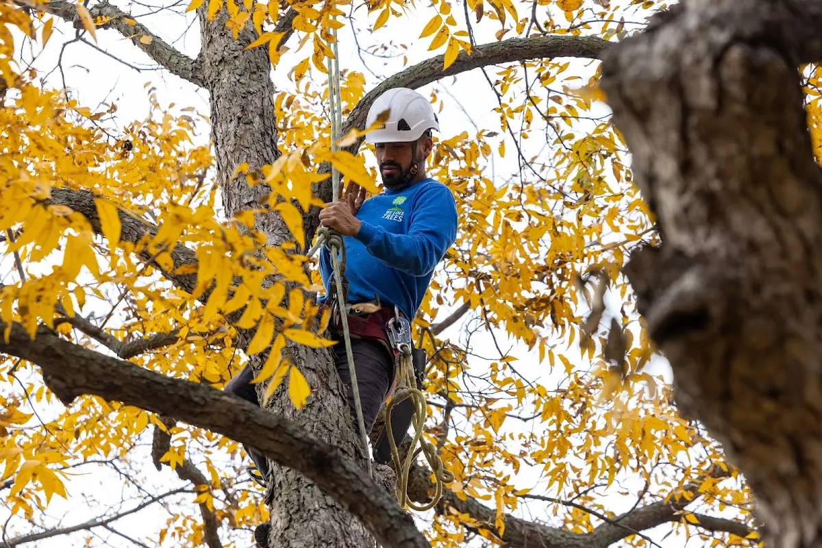 Skilled Tree Planting crew working in Warrenville